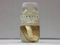 藏品(豹鰨)的圖片